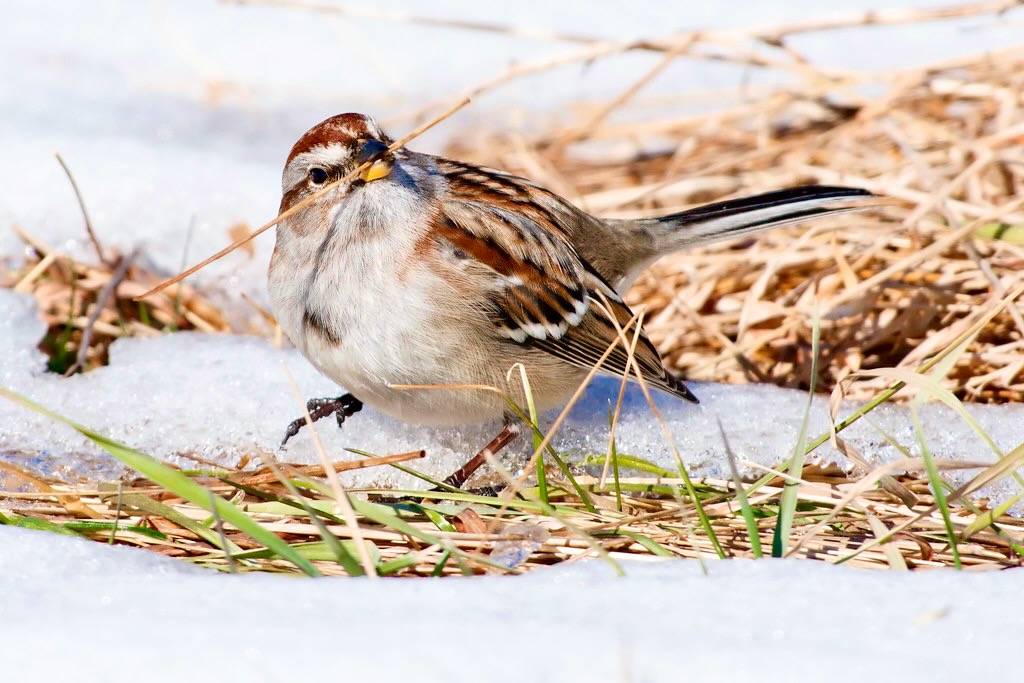 American Tree Sparrow by Kelly Colgan Azar is licensed under CC BY-NC 2.
